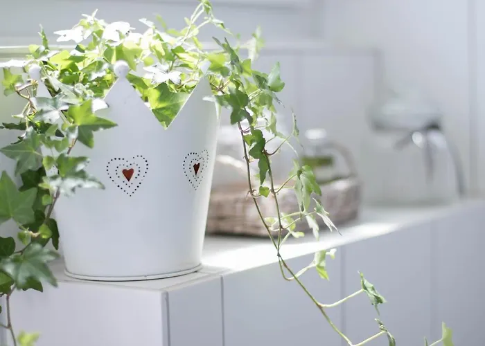 Nordic Im Deichhaus Husum (Schleswig-Holstein)